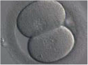 Embryon au stade de 2 cellules, 24 heures